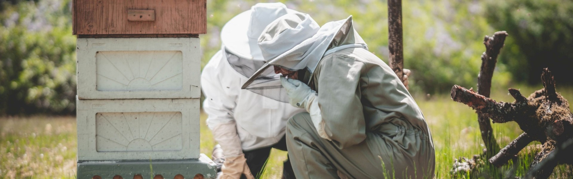 Et si vous parrainiez une ruche ?