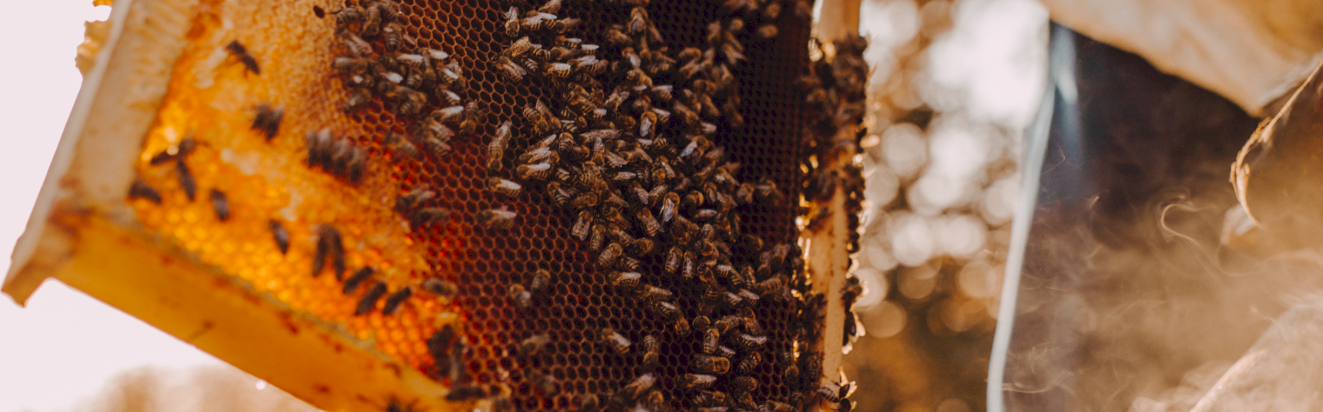 Ateliers apithérapie