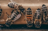 Prizius, les dessous du miel, son origine, son prix, sa philosophie…