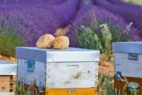 Miel de Lavande : Découvrez des manières gourmandes de le savourer.