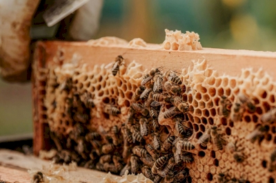 Le parrainage de ruche : une initiative éco-responsable pour les entreprises Engagées