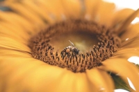 Semez du bonheur, dîtes-le avec des fleurs.