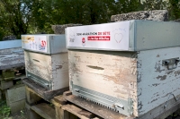 Vous êtes une entreprise dans le Vaucluse, pourquoi opter pour le parrainage de ruches ? Vous êtes une entreprise dans le Vaucluse, pourquoi opter pour le parrainage de ruches ?