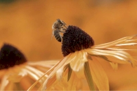 Les fleurs, ces grandes séductrices d’abeilles.