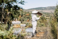 La fabuleuse histoire de l’apiculture et de la cueillette du miel.