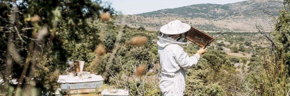 La fabuleuse histoire de l’apiculture et de la cueillette du miel.