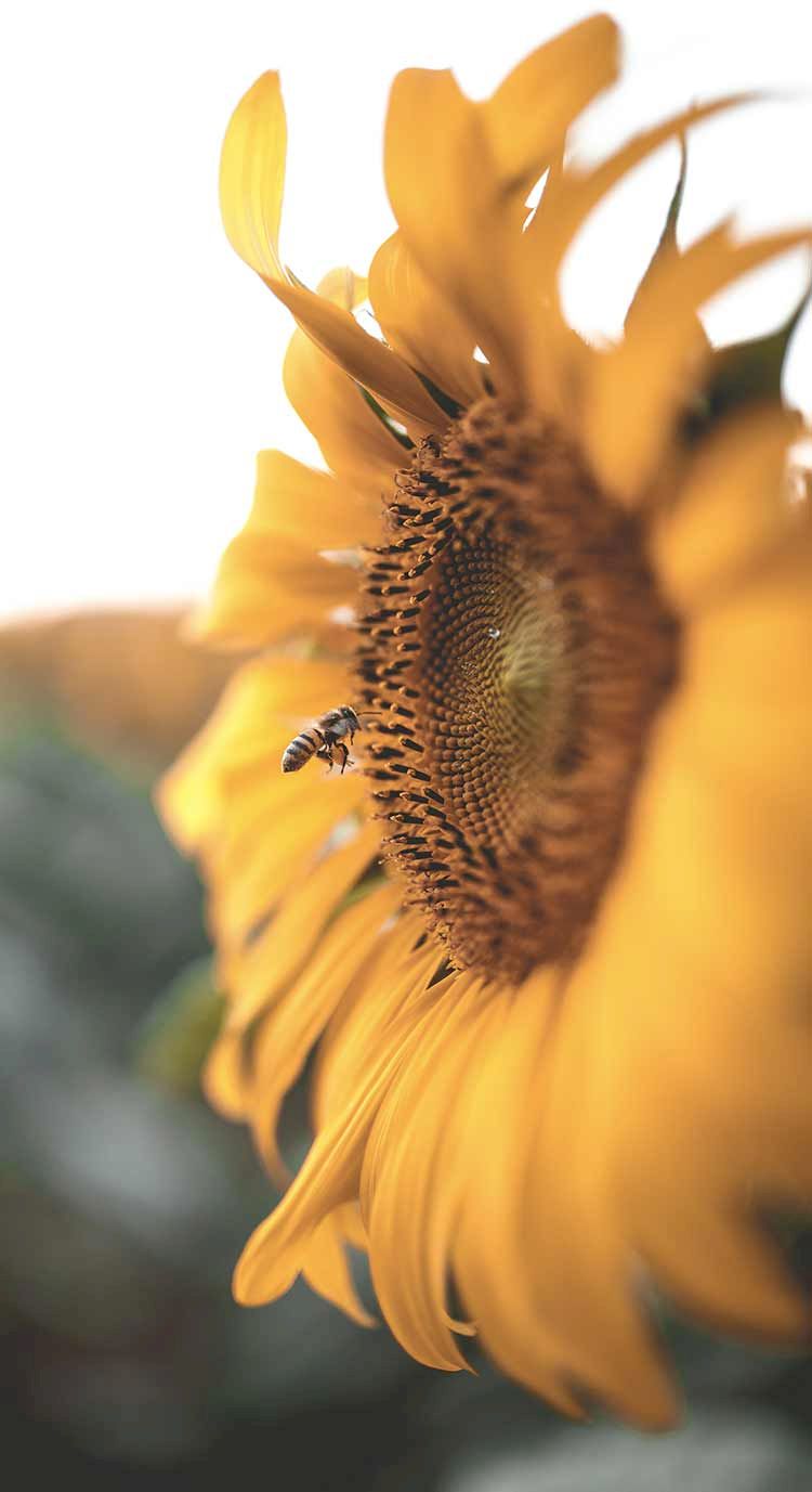 lien abeille et fleur