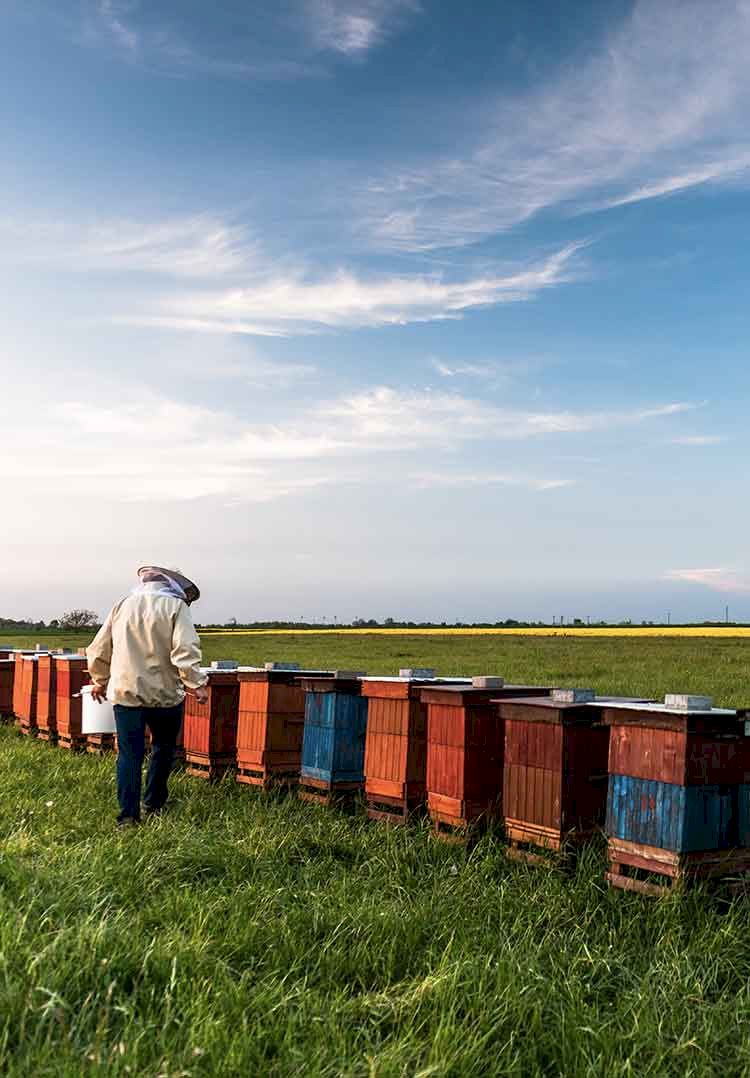 apiculture prizius miel Provence